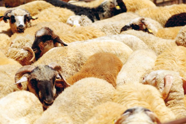 انخفاض مرتقب لأسعار اللحوم خلال أسبوعين #عاجل 