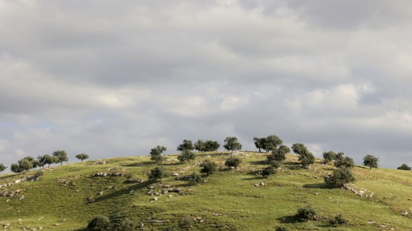 ارتفاع على درجات الحرارة الجمعة مع أمطار غزيرة متوقعة بمناطق متفرقة #طقس 