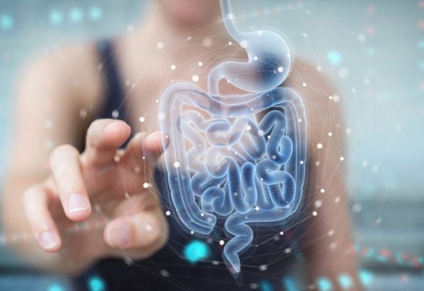 الأمعاء تتحكم في الذاكرة