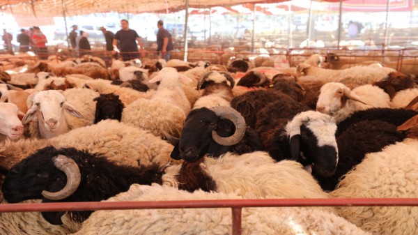 جرش: مطالبات بإنشاء “سوق حلال” لتنظيم تجارة المواشي وإحياء قطاع الثروة الحيوانية 