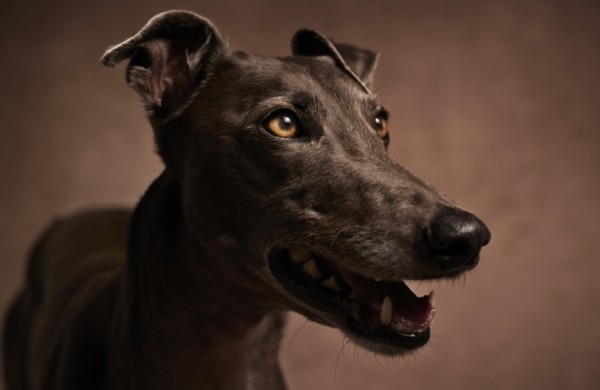 أسباب صحية خفية وراء عدوانية الكلاب #منوعات 