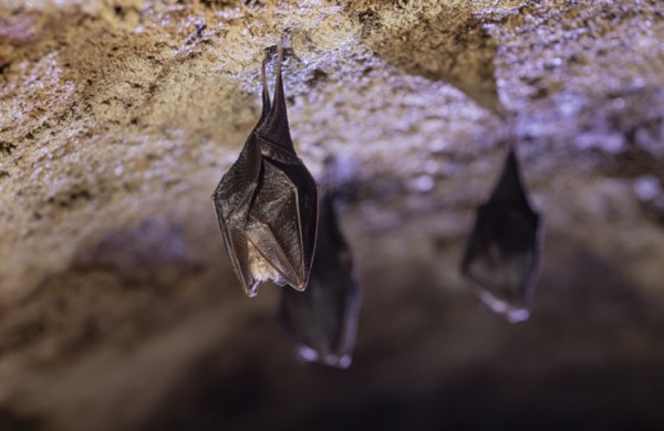 اكتشاف فيروس كورونا لدى خفافيش شرق إفريقيا يمكنه غزو الخلايا البشرية #الصحة 