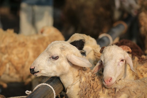بلدية جرش تحدد موقعا لبيع الأضاحي