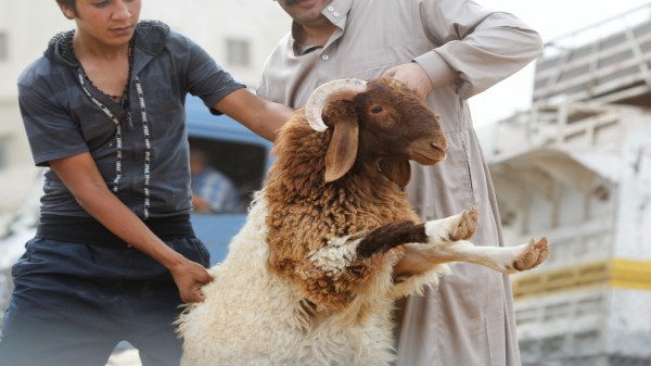 أمانة عمّان تمدد فترة استقبال طلبات بيع وذبح الأضاحي