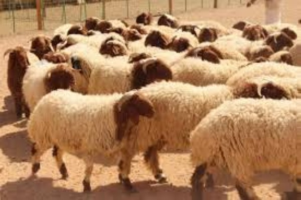بلدية الهاشمية الجديدة تنفذ جولات رقابية على حظائر الأضاحي