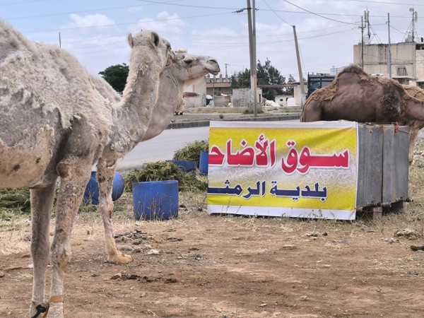 في ثاني أيام العيد.. إقبال لافت على أضاحي 