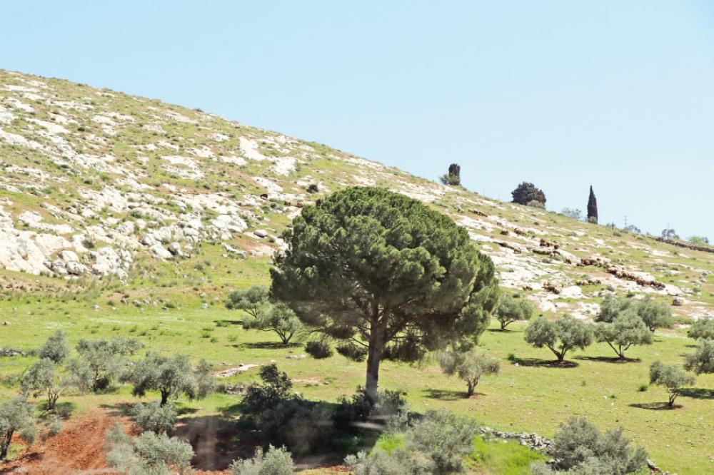 تصوير - محمد القرالة